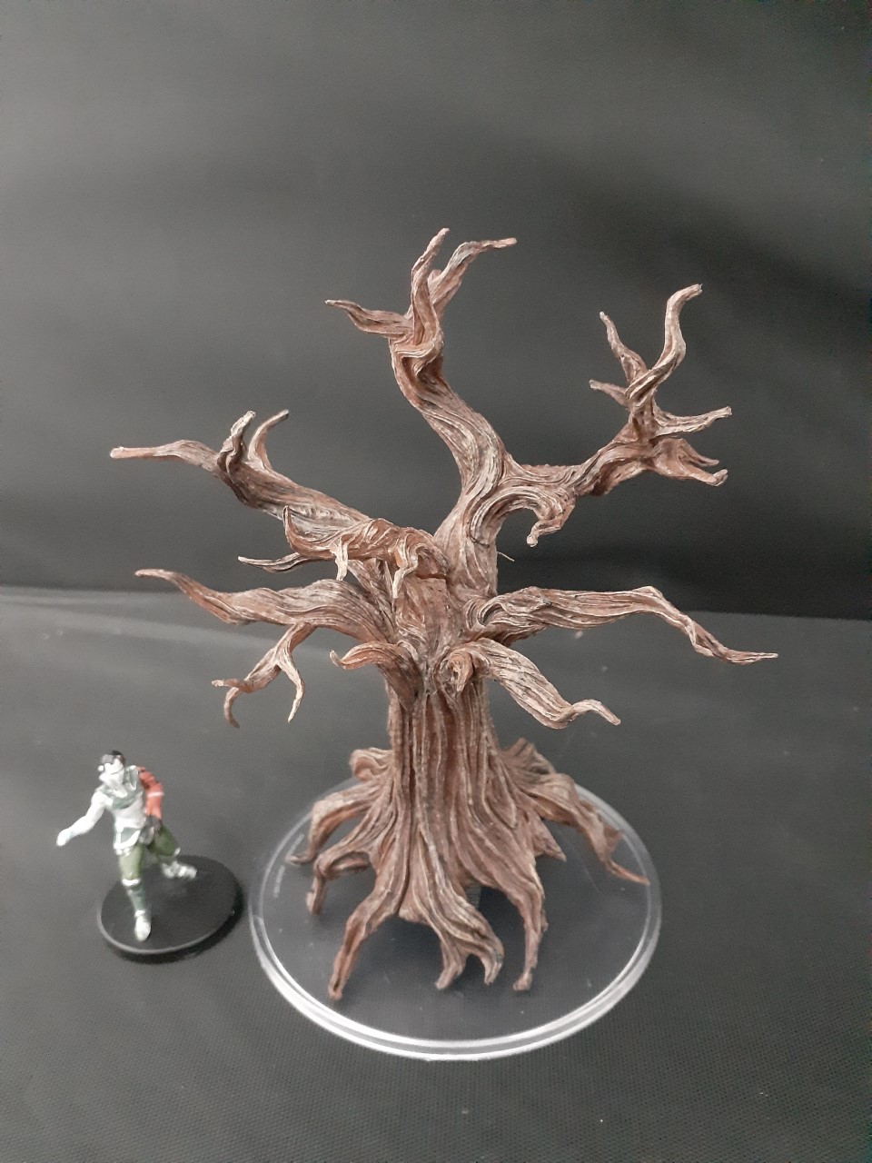 Awakened Tree Snowbound