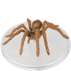 Giant Wolf Spider        D&D WILD SHAPE & POLYMORPH SET 2
