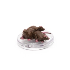 Cranium Rats Monsters of the Multiverse