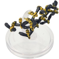 Swarm of Insects (Wasps) SAND AND STONE