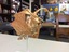 Gold Dragon