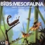 Bios: Mesofauna board game ion games