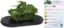 Military Tank V005