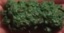Brambly Bush Hedge Bramble