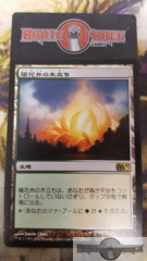 Sunpetal Grove - Japanese -