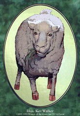 Sheep