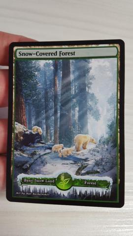 Snow Covered Forest