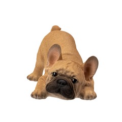 15433 - French Bulldog Puppy