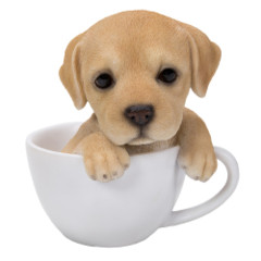 11753 Labrador Teacup Pups