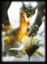 50 ct Ambush Card Sleeves