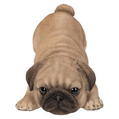 15432 - Pug Puppy