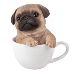 11749 Pug Teacup Pups