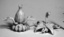 (77504) Death Star Lilies (2)