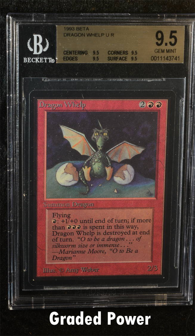 Dragon Whelp  9.5 Quad