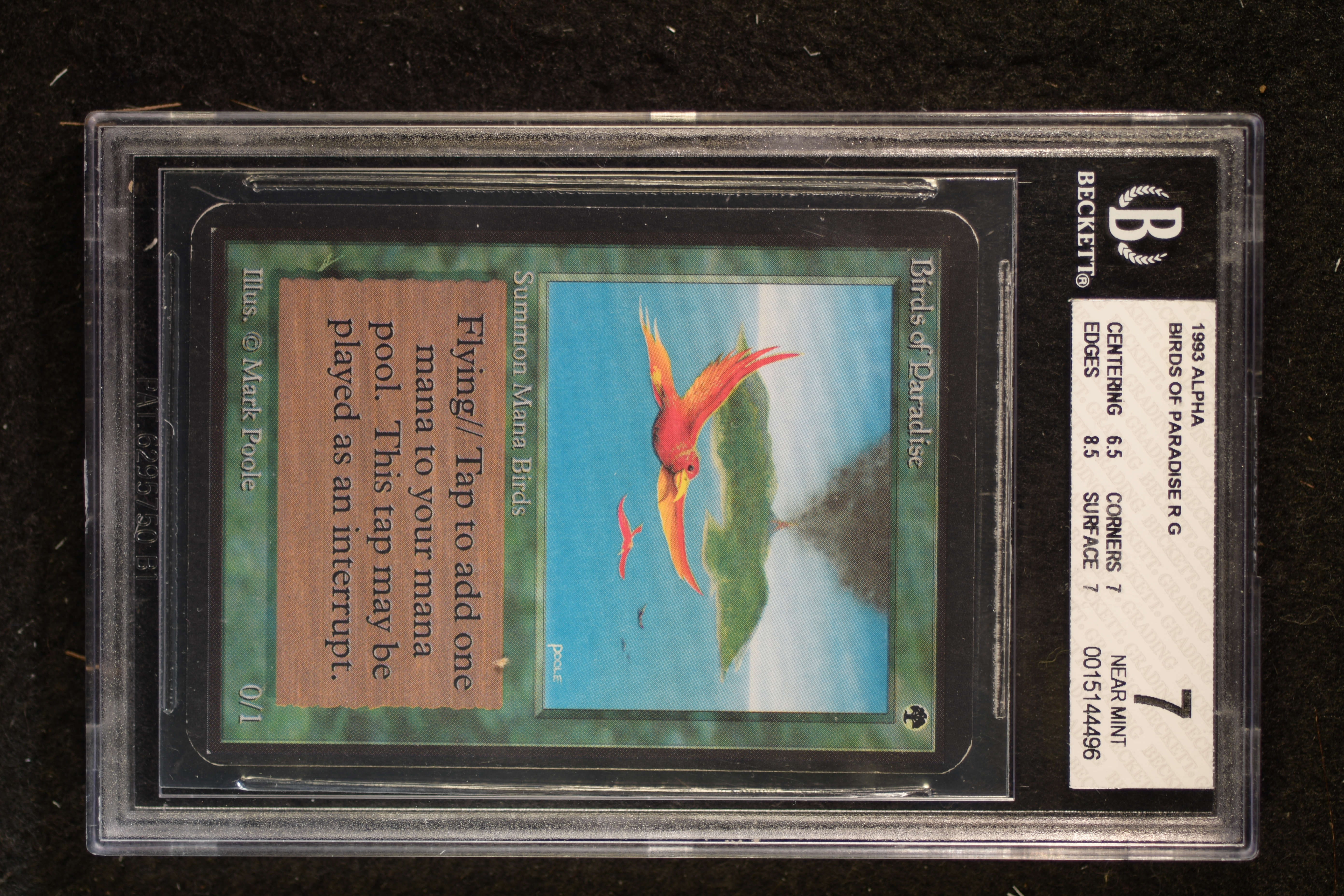 Birds of Paradise BGS 7 (GAD-4496)