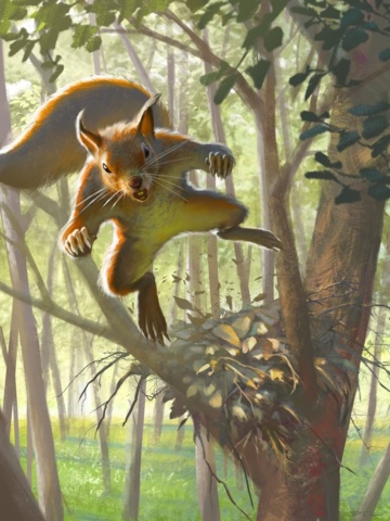 Squirrel Casual Deck (60cards)