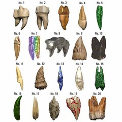 ICONS OF THE REALMS - Teeth of Dahlver-Nar Bite-Sized Artifacts