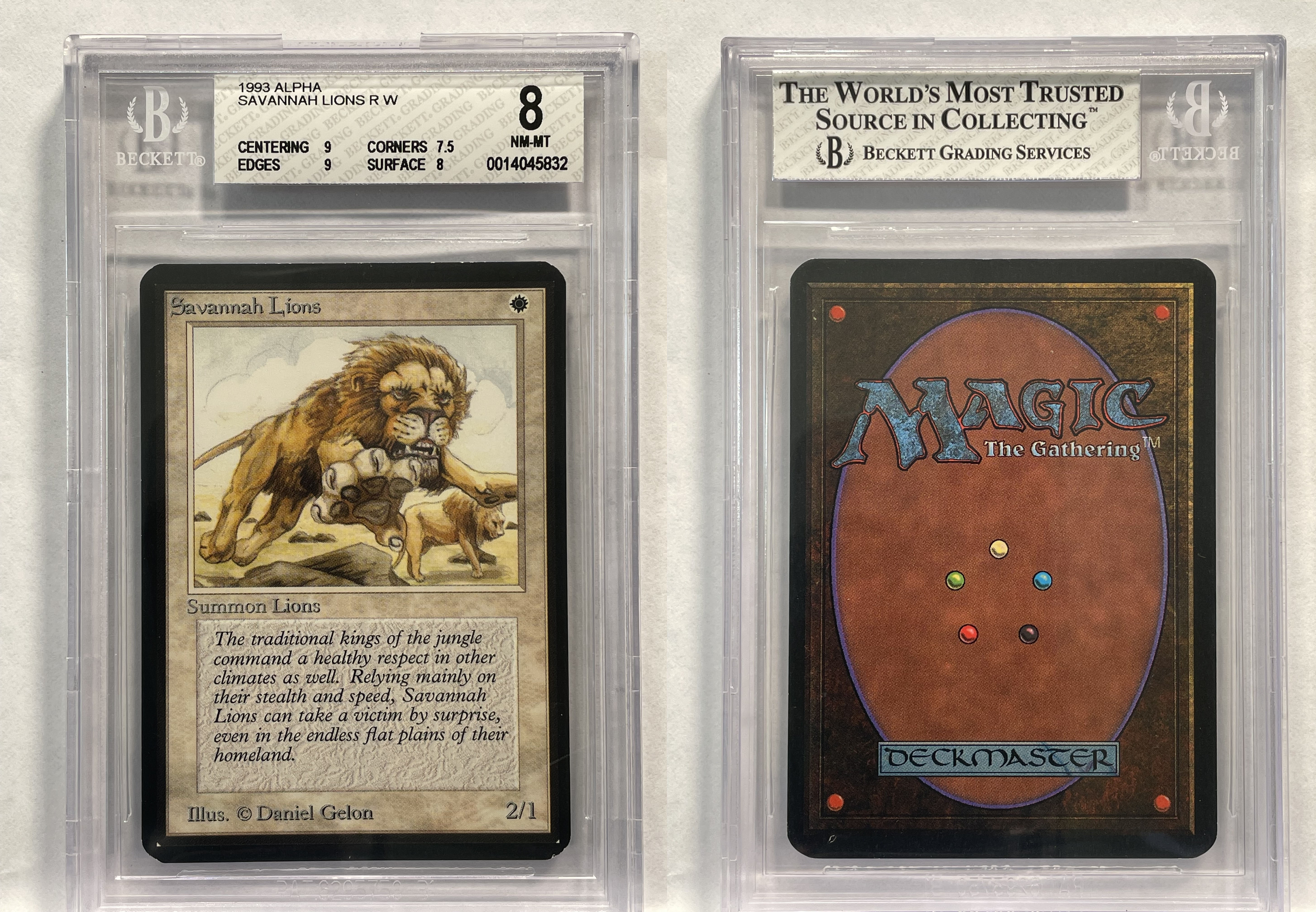 Savannah Lions - BGS 8.0 #14045832