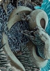 Koma, Cosmos Serpent Art Card (80/81)