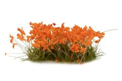 Orange Flowers - Wild