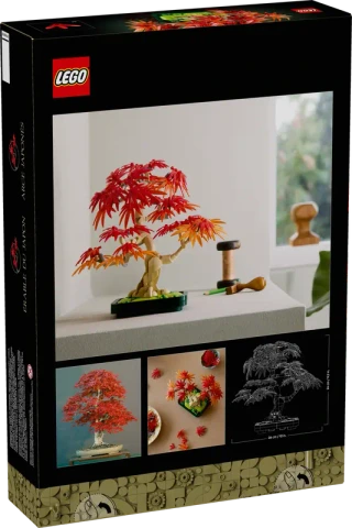 10348 Japanese Red Maple Bonsai Tree