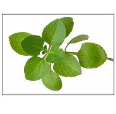 Herb Seeds - Oregano (Origanum vulgare)