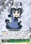 KMN/W51-040 RR Common Raccoon, Always Full Power