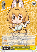 KMN/W51-001 FR Serval, Curious About Everything