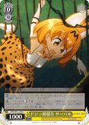 KMN/W51-008 R Serval, Ditzy Girl Lives
