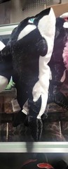 Orca Whale Plush