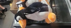 Penguin Plush