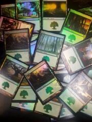 Forest - Bulk Foil Basic Land