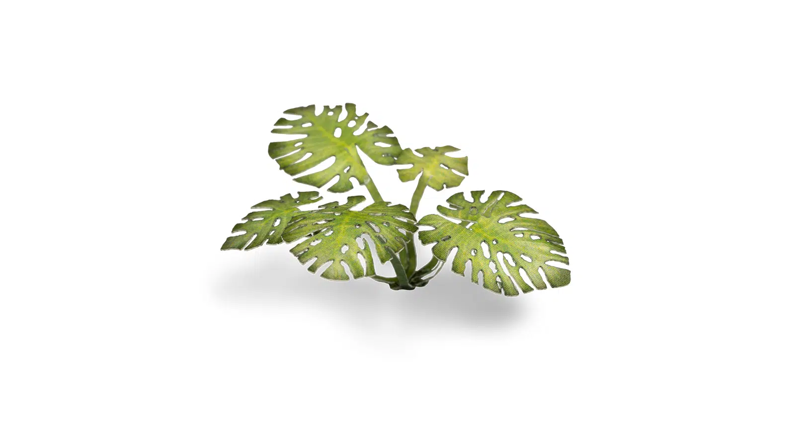 Gamers Grass: Monstera