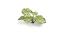 Gamers Grass: Monstera