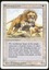 Savannah Lions - MP _12097