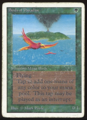 Birds of Paradise - DMG _10367