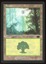 Forest - MP _12205
