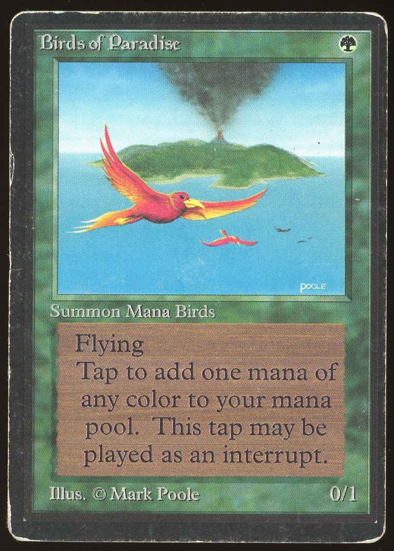 Birds or Paradise - DMG _11146