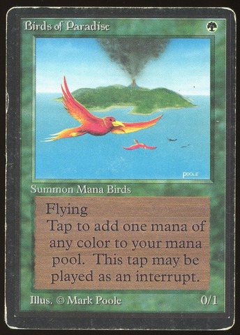 Birds or Paradise - DMG _11146
