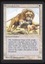 Savannah Lions - NM _11263
