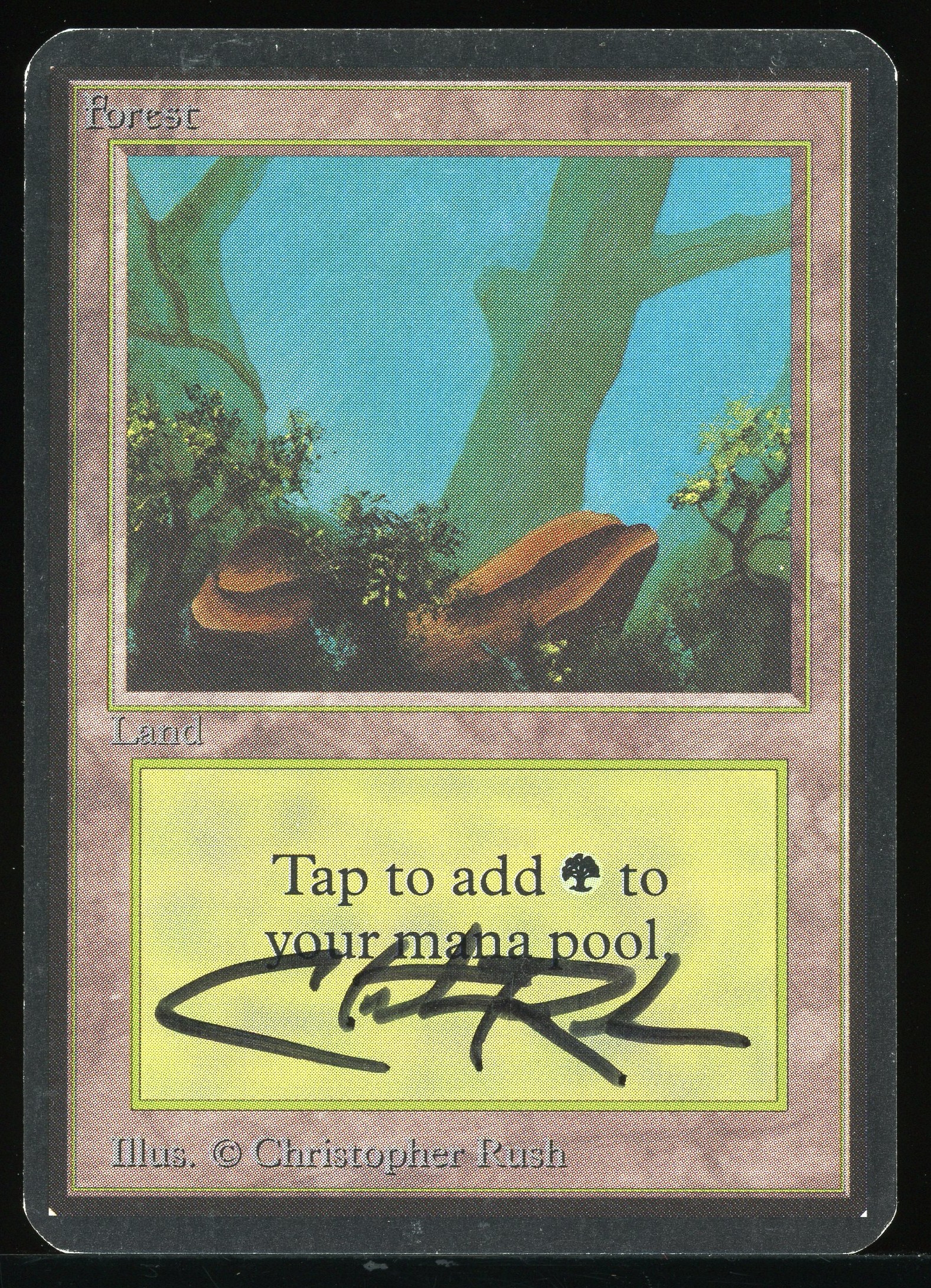 Forest (A) - MP Signed _A3623