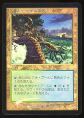 Yavimaya Coast - LP Foil Japanese _14498