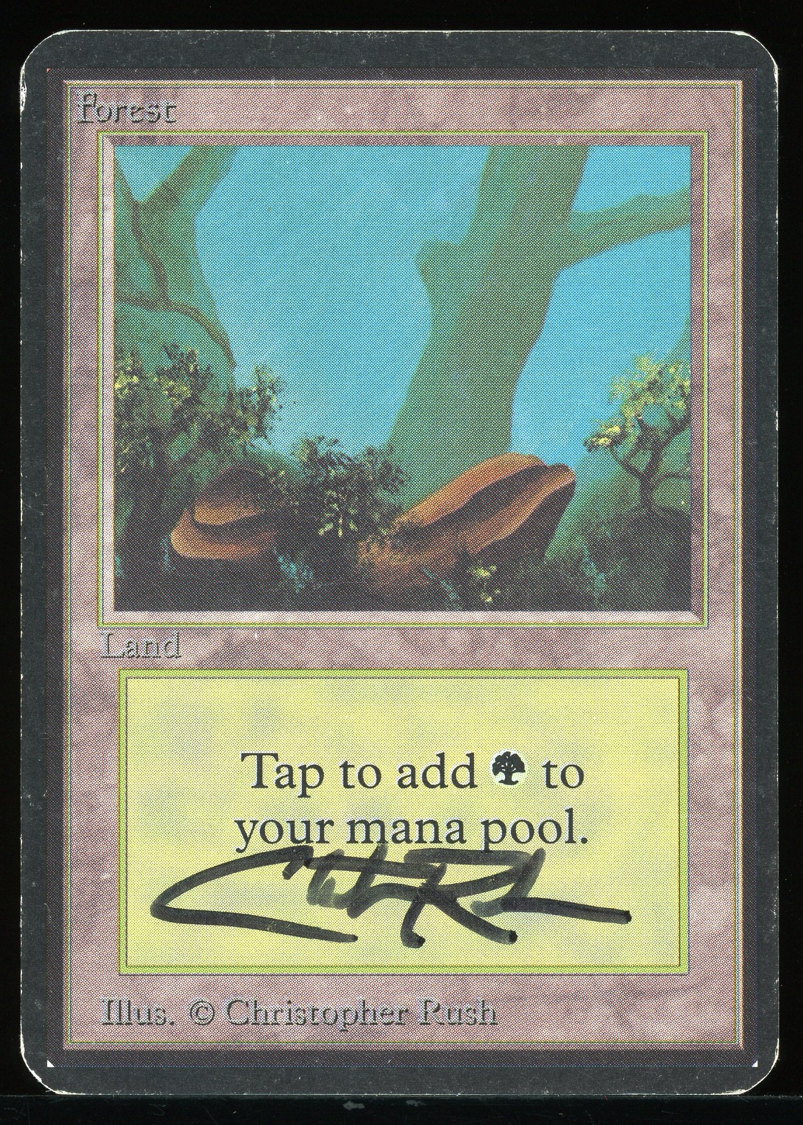 Forest (A) - MP Signed _A3624