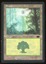 Forest - MP _13437