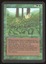 Kudzu - NM _11054