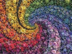 500 Piece Puzzle - Rainbow Flowers