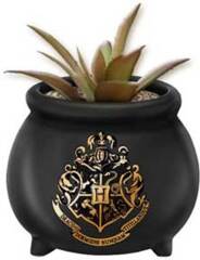 Harry Potter Plant